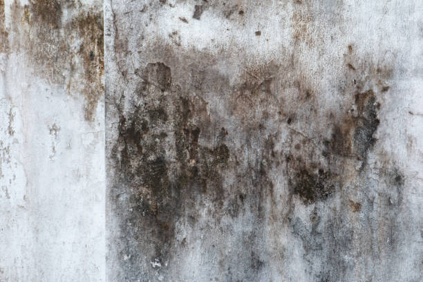 Forensic Mold Investigation in Sagamore, MA
