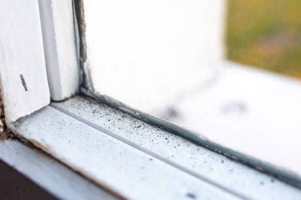 Best Mold Documentation for Insurance Claims  in Sagamore, MA