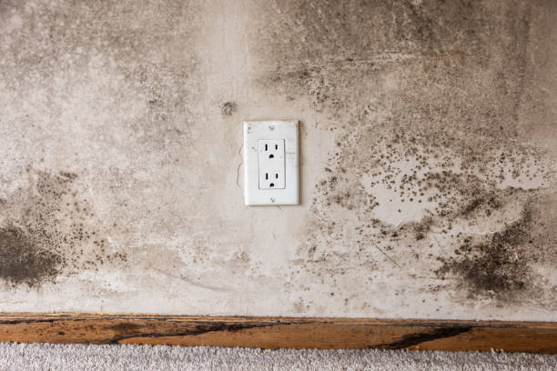 Professional Mold Removal in Sagamore, MA